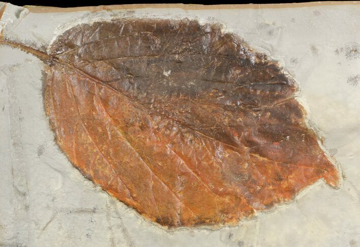 Detailed, Fossil Leaf (Beringiaphyllum) - Montana #71514